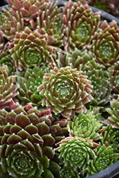 Chick Charms Cinnamon Starburst Hens And Chicks (Sempervivum 'Cinnamon Starburst') at Marlin Orchards & Garden Centre