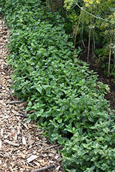 Peppermint (Mentha x piperita) at Marlin Orchards & Garden Centre