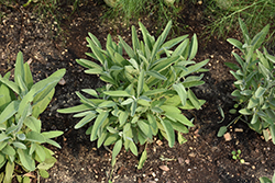 Common Sage (Salvia officinalis) at Marlin Orchards & Garden Centre