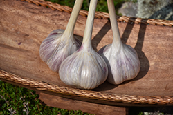 Music Garlic (Allium sativum 'Music') at Marlin Orchards & Garden Centre