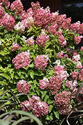Vanilla Strawberry Hydrangea (Hydrangea paniculata 'Renhy') at Marlin Orchards & Garden Centre