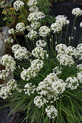 Garlic Chives (Allium tuberosum) at Marlin Orchards & Garden Centre