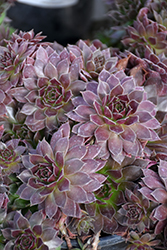 Chick Charms Chocolate Kiss Hens And Chicks (Sempervivum 'Chocolate Kiss') at Marlin Orchards & Garden Centre