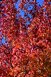 Red Maple (Acer rubrum) at Marlin Orchards & Garden Centre