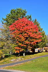 Red Maple (Acer rubrum) at Marlin Orchards & Garden Centre