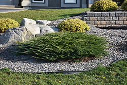 Calgary Carpet Juniper (Juniperus sabina 'Calgary Carpet') at Marlin Orchards & Garden Centre