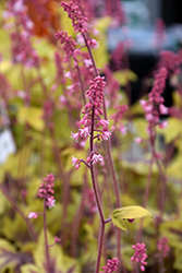 Fun and Games Eye Spy Foamy Bells (Heucherella 'Eye Spy') at Marlin Orchards & Garden Centre