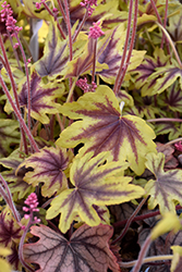 Fun and Games Eye Spy Foamy Bells (Heucherella 'Eye Spy') at Marlin Orchards & Garden Centre