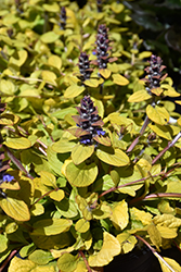 Feathered Friends Tropical Toucan Bugleweed (Ajuga 'Tropical Toucan') at Marlin Orchards & Garden Centre