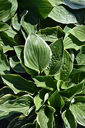 Christmas Tree Hosta (Hosta 'Christmas Tree') at Marlin Orchards & Garden Centre