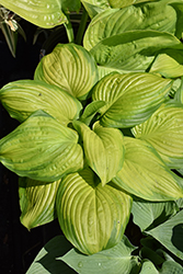 Stained Glass Hosta (Hosta 'Stained Glass') at Marlin Orchards & Garden Centre