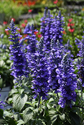 Rockin' Playin' The Blues Salvia (Salvia 'Balsamispim') at Marlin Orchards & Garden Centre