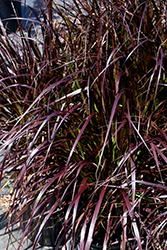 Purple Fountain Grass (Pennisetum setaceum 'Rubrum') at Marlin Orchards & Garden Centre