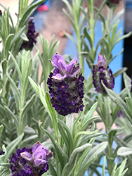 Spanish Lavender (Lavandula stoechas) at Marlin Orchards & Garden Centre