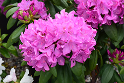 Roseum Pink Rhododendron (Rhododendron catawbiense 'Roseum Pink') at Marlin Orchards & Garden Centre