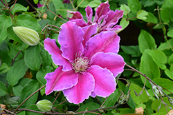 Dr. Ruppel Clematis (Clematis 'Dr. Ruppel') at Marlin Orchards & Garden Centre