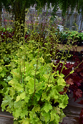 Lime Marmalade Coral Bells (Heuchera 'Lime Marmalade') at Marlin Orchards & Garden Centre