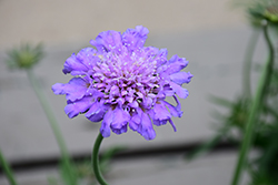 Butterfly Blue Pincushion Flower (Scabiosa 'Butterfly Blue') at Marlin Orchards & Garden Centre