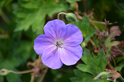 Rozanne Cranesbill (Geranium 'Rozanne') at Marlin Orchards & Garden Centre