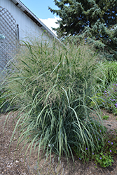 Northwind Switch Grass (Panicum virgatum 'Northwind') at Marlin Orchards & Garden Centre
