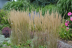 El Dorado Feather Reed Grass (Calamagrostis x acutiflora 'El Dorado') at Marlin Orchards & Garden Centre