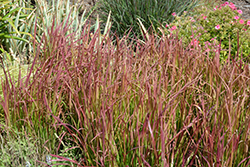Red Baron Japanese Blood Grass (Imperata cylindrica 'Red Baron') at Marlin Orchards & Garden Centre