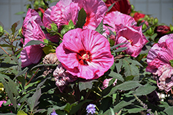 Summerific Berry Awesome Hibiscus (Hibiscus 'Berry Awesome') at Marlin Orchards & Garden Centre