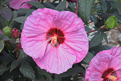 Summerific Berry Awesome Hibiscus (Hibiscus 'Berry Awesome') at Marlin Orchards & Garden Centre