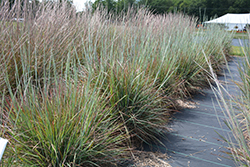 Standing Ovation Bluestem (Schizachyrium scoparium 'Standing Ovation') at Marlin Orchards & Garden Centre