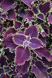 ColorBlaze Wicked Witch Coleus (Solenostemon scutellarioides 'Wicked Witch') at Marlin Orchards & Garden Centre