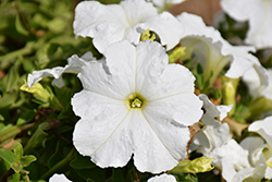 Pretty Grand White Petunia (Petunia 'Pretty Grand White') at Marlin Orchards & Garden Centre