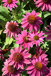 PowWow Wild Berry Coneflower (Echinacea purpurea 'PowWow Wild Berry') at Marlin Orchards & Garden Centre