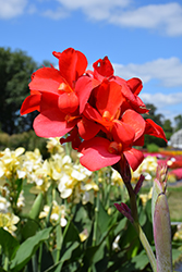 Cannova Bronze Scarlet Canna (Canna 'Cannova Bronze Scarlet') at Marlin Orchards & Garden Centre