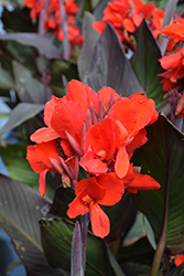 Cannova Bronze Scarlet Canna (Canna 'Cannova Bronze Scarlet') at Marlin Orchards & Garden Centre