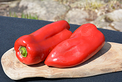 Gypsy Sweet Pepper (Capsicum annuum 'Gypsy') at Marlin Orchards & Garden Centre