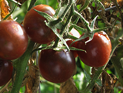Black Cherry Tomato (Solanum lycopersicum 'Black Cherry') at Marlin Orchards & Garden Centre