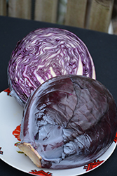 Red Acre Cabbage (Brassica oleracea var. capitata 'Red Acre') at Marlin Orchards & Garden Centre