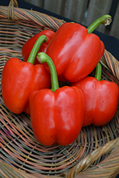 Red Bell Pepper (Capsicum annuum 'Red Bell') at Marlin Orchards & Garden Centre