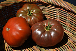 Cherokee Purple Tomato (Solanum lycopersicum 'Cherokee Purple') at Marlin Orchards & Garden Centre