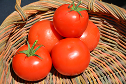 Celebrity Tomato (Solanum lycopersicum 'Celebrity') at Marlin Orchards & Garden Centre