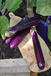Millionaire Eggplant (Solanum melongena 'Millionaire') at Marlin Orchards & Garden Centre
