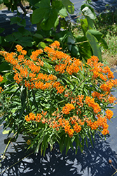 Butterfly Weed (Asclepias tuberosa) at Marlin Orchards & Garden Centre