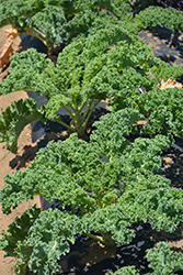 Vates Kale (Brassica oleracea var. sabellica 'Vates') at Marlin Orchards & Garden Centre