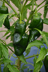 Poblano Pepper (Capsicum annuum 'Poblano') at Marlin Orchards & Garden Centre