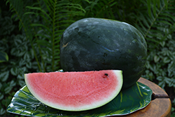 Sugar Baby Watermelon (Citrullus lanatus 'Sugar Baby') at Marlin Orchards & Garden Centre