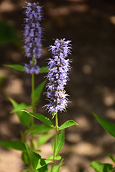 Blue Fortune Anise Hyssop (Agastache 'Blue Fortune') at Marlin Orchards & Garden Centre