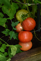 Big Beef Tomato (Solanum lycopersicum 'Big Beef') at Marlin Orchards & Garden Centre