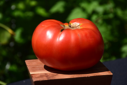 Brandywine Red Tomato (Solanum lycopersicum 'Brandywine Red') at Marlin Orchards & Garden Centre