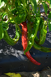 Long Thin Cayenne Pepper (Capsicum annuum 'Long Thin Cayenne') at Marlin Orchards & Garden Centre