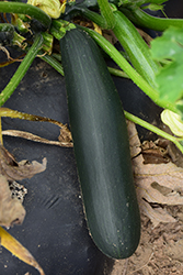 Black Beauty Zucchini (Cucurbita pepo var. cylindrica 'Black Beauty') at Marlin Orchards & Garden Centre